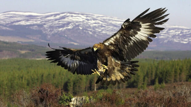 A golden eagle spreading its wings in front of a forest and snowy mountains background