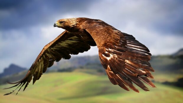 A golden eagle soaring over green hills with detailed feathers in a clear sky background