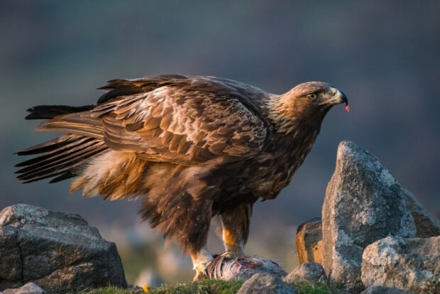 A close up of a golden eagle standing on rocks with prey in a natural outdoor setting