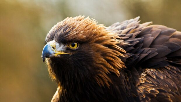 A close up of a golden eagle's head with detailed feathers and sharp eyes in natural light