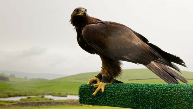 A majestic golden eagle perched on green artificial grass with a scenic countryside background