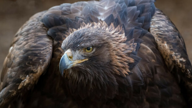 Close up of a golden eagle showing detailed feathers and intense yellow eyes