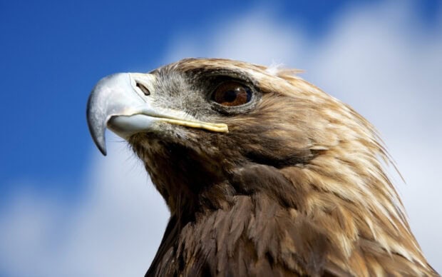 Close up of a golden eagle's head with detailed feathers against a blue sky background