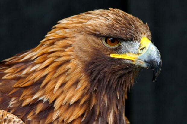 Close up of a golden eagle's head with detailed feathers and sharp beak against a black background