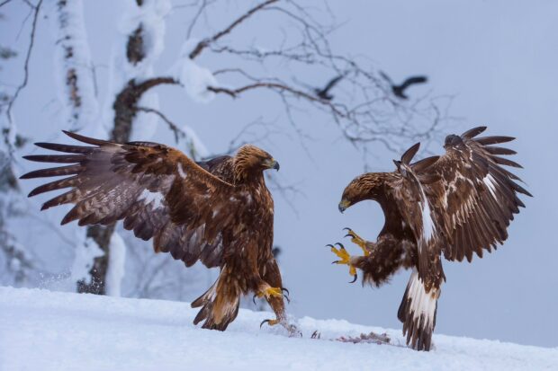Two golden eagles display aggression and spread their wings in a snowy winter landscape