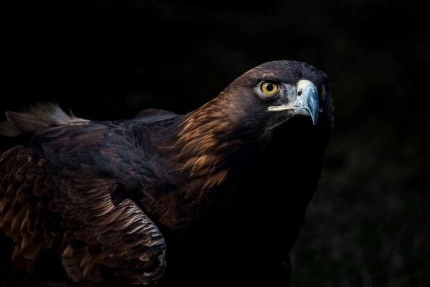 A close up of a golden eagle with bright yellow eyes against a dark background