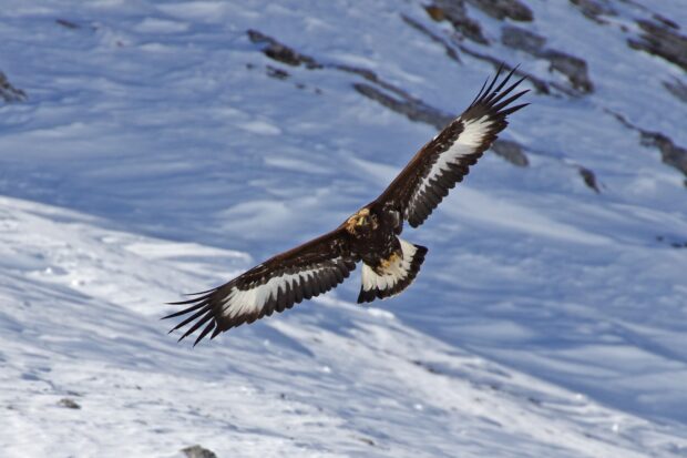 A golden eagle spreads its wings wide while soaring over a snowy mountain landscape