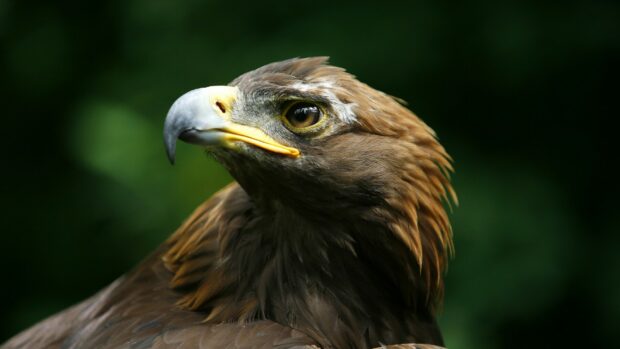 Close up of a golden eagle's head showing detailed feathers and sharp eyes