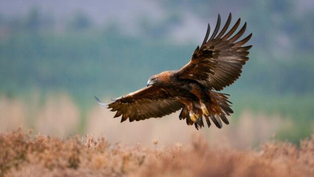 A golden eagle spreads its wings widely while flying over a dry field in this high quality wallpaper