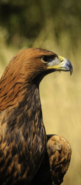 A close up view of a golden eagle's detailed feathers and sharp beak in natural light