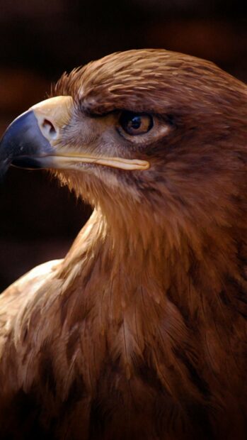 A close up portrait of a golden eagle showcasing detailed feathers and intense eyes