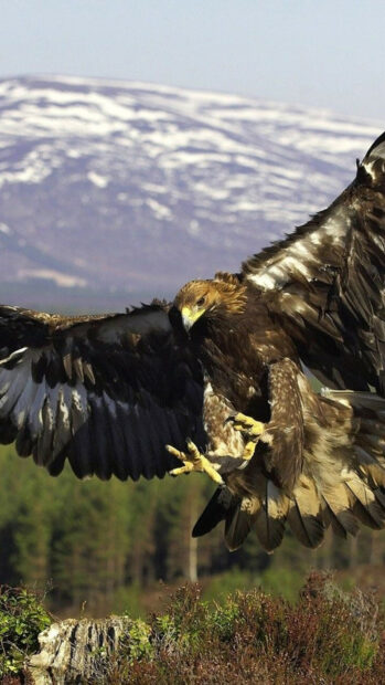 A golden eagle is captured mid flight with spread wings against a snowy mountain background
