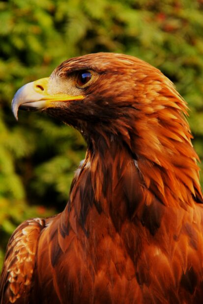 A close up profile of a golden eagle showing its detailed feathers and sharp beak against a blurred natural background