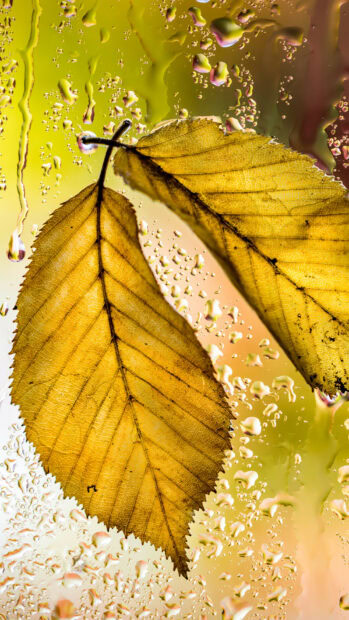 Golden leaves with water droplets on a glass surface create a vibrant natural pattern, HD Mobile Wallpaper