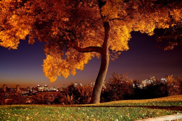 A golden maple tree stands brightly lit against the night sky with city lights in the background, 2K Desktop Wallpaper