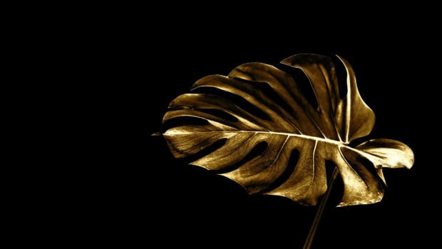 A golden monstera leaf shines with intricate details on a dark background, 2K Desktop Wallpaper