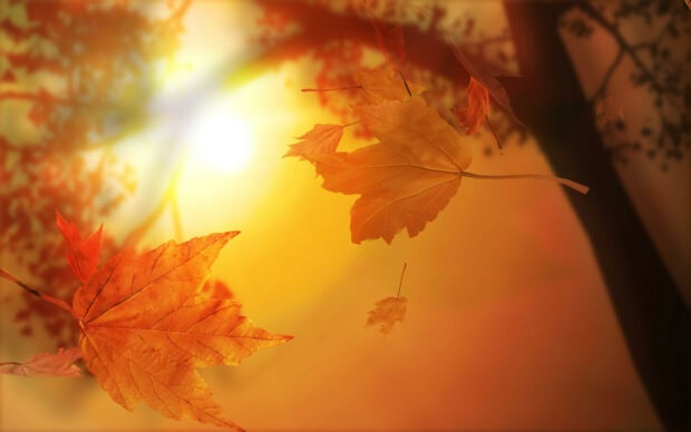 Bright golden leaves falling gently in the warm sunlight, HD Desktop Wallpaper