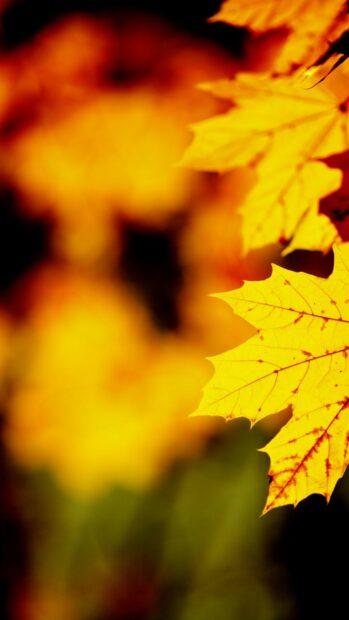 A close up of gold leaf showing detailed veins in autumn, HD Phone Wallpaper