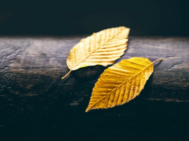 Two golden leaves resting on a dark wooden surface representing gold leaf wallpapers, 2K Desktop Wallpaper