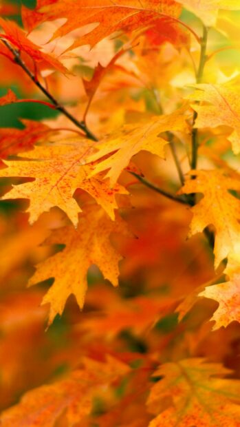 Golden autumn leaves on tree branches with vibrant colors, 4K Mobile Wallpaper
