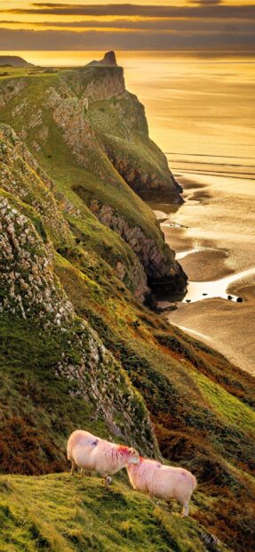 Two sheep touching heads on a grassy cliff near the golden shoreline at sunset in Wales, 2K Phone Wallpaper
