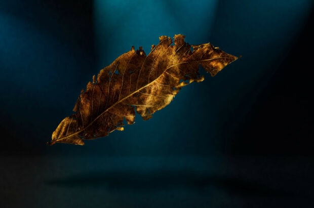 A golden dried leaf is floating against a dark blue background revealing its detailed veins, HD Desktop Wallpaper