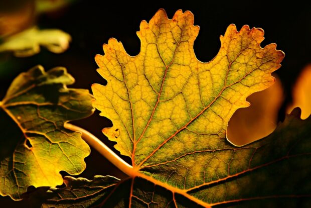 A golden leaf shows intricate veins with sunlight shining through, HD Desktop Wallpaper