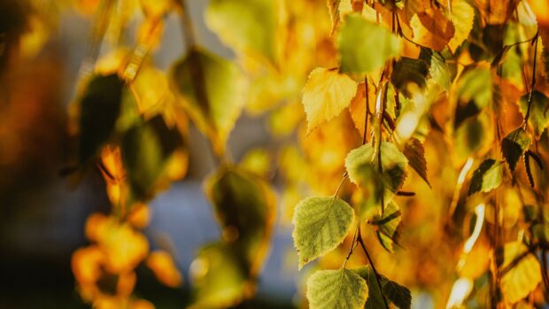 A close up of golden leaves shining brightly in soft sunlight, 4K Desktop Wallpaper