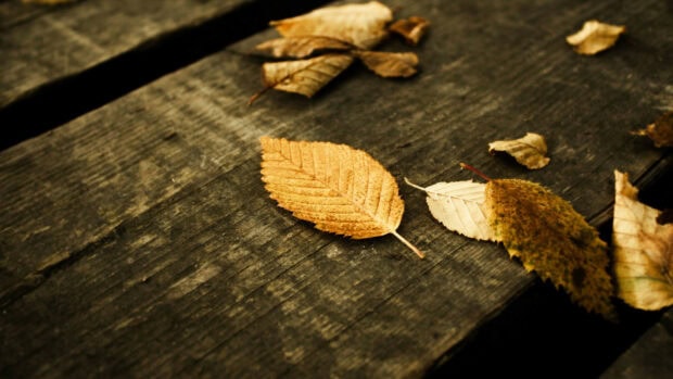 A close up view of golden leaves lying on old wooden planks, HD Desktop Wallpaper