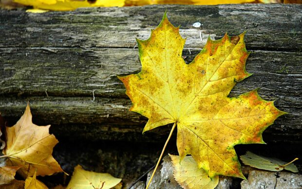 A golden maple leaf rests on a weathered wooden log surrounded by other autumn leaves, HD Desktop Wallpaper