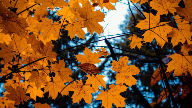 Bright golden maple tree leaves in autumn forest branches, 4K Desktop Wallpaper