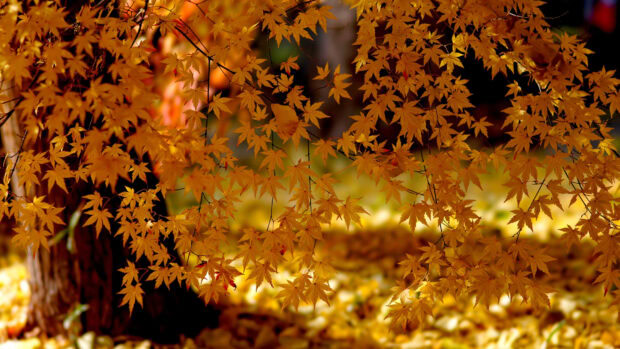 Golden maple tree leaves hang from branches in a bright autumn forest, 4K Desktop Wallpaper