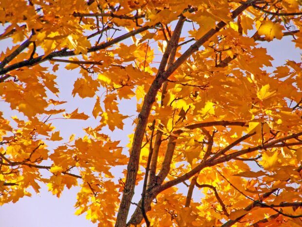 Bright orange maple tree leaves glowing in clear sky, 2K Desktop Wallpaper