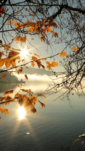 Sunlight illuminates maple tree leaves by the peaceful lake in autumn morning, 4K Mobile Wallpaper