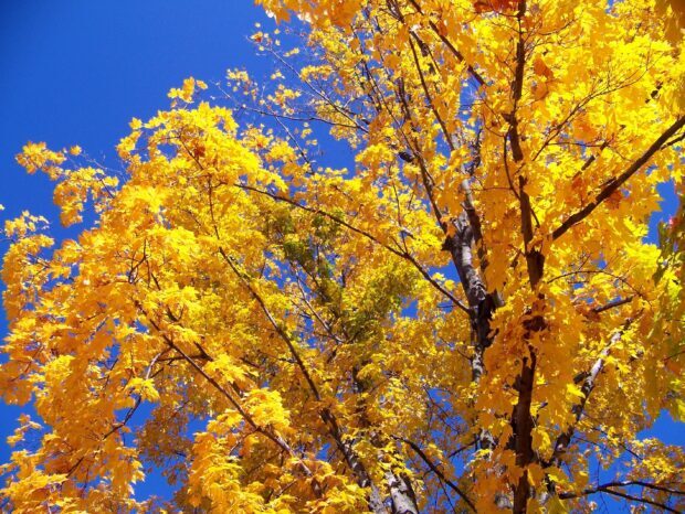 The maple tree displays vibrant golden leaves against a bright blue sky, 2K Desktop Wallpaper