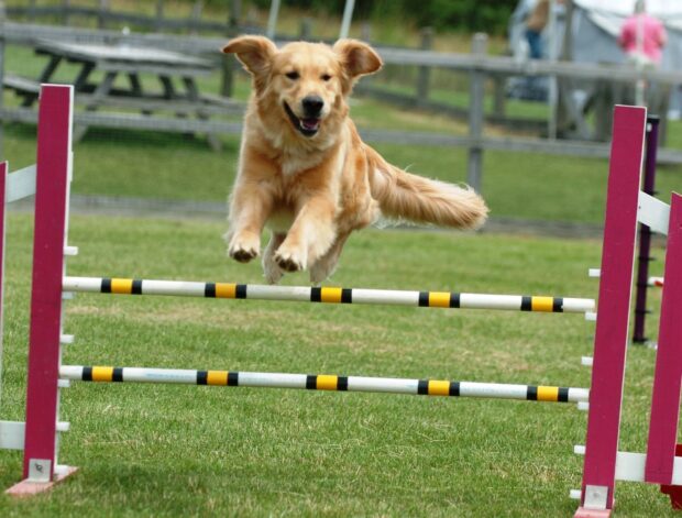A golden retriever is happily jumping over an obstacle during a dog sports competition, HD Desktop Wallpaper
