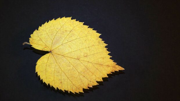 A close up of a golden yellow leaf showing intricate vein patterns on a dark background, 4K Wallpaper