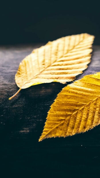 The gold leaf wallpaper shows detailed texture and vibrant color, HD Phone Wallpaper