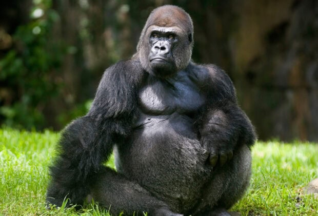 A powerful silverback gorilla sitting on grass in a natural habitat