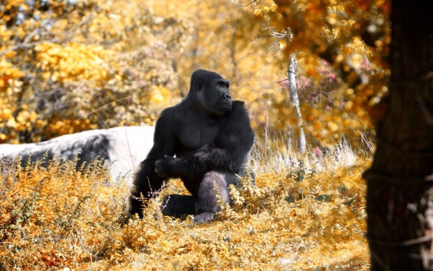 A gorilla resting in the autumn forest surrounded by yellow foliage