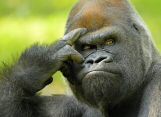 A gorilla showing a thoughtful gesture with its hand touching the head