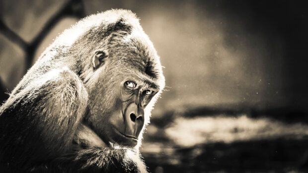 Close up of a gorilla looking thoughtfully into the distance