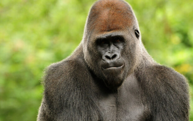 Close up of a gorilla showing strong muscles and intense eyes in nature background
