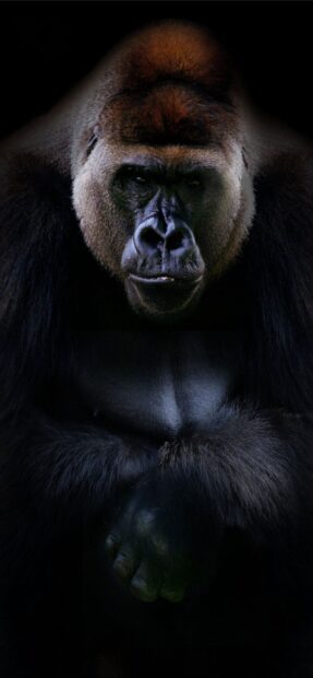 Strong silverback gorilla with detailed fur sitting calmly in the dark background