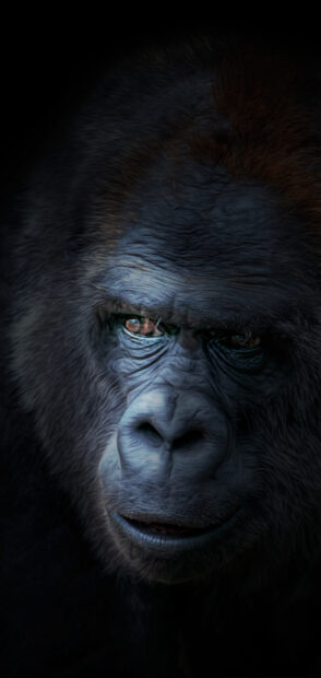 Close up of a gorilla face showing detailed skin texture and expressive eyes