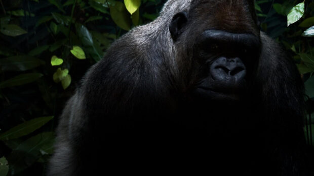 A close up of a gorilla in a dark forest with detailed fur and intense eyes