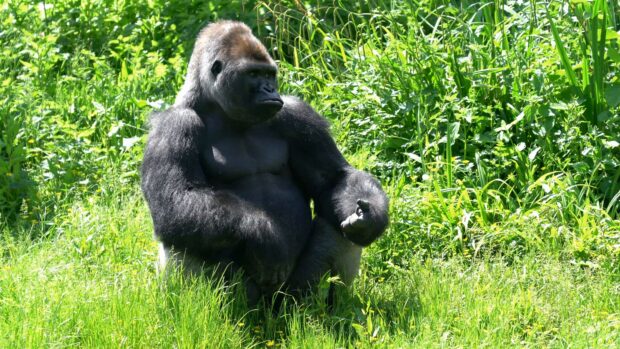 A large gorilla sitting peacefully in a lush green field surrounded by tall grass and plants