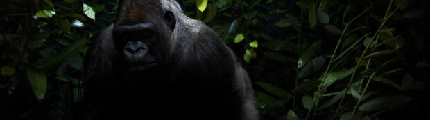 A large silverback gorilla in dense jungle foliage surrounded by green leaves