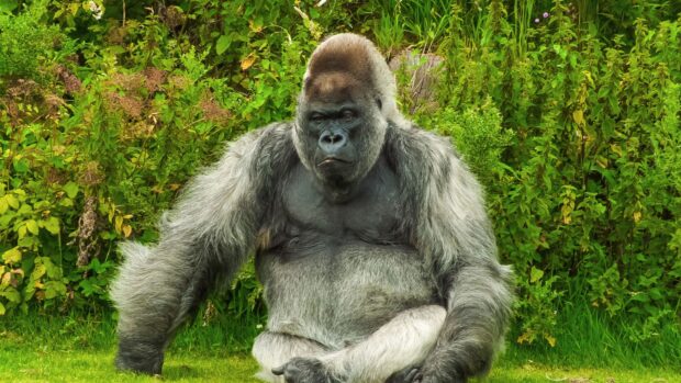 A silverback gorilla sitting calmly on the grass surrounded by green foliage