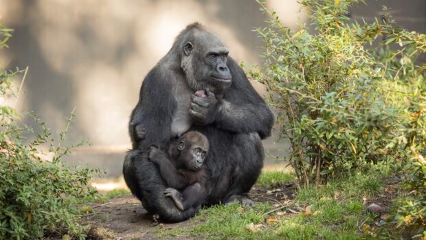 Adult gorilla holding a baby gorilla sitting on grass near green plants